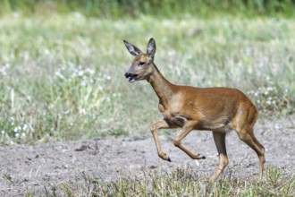 Fleeing European roe deer (Capreolus capreolus) doe, female running fast over field in summer