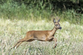Fleeing European roe deer (Capreolus capreolus) doe, female running fast over meadow, grassland at