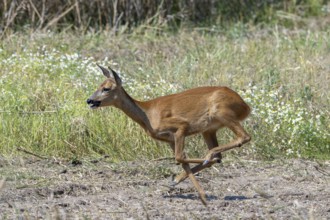 Fleeing European roe deer (Capreolus capreolus) doe, female running fast over farmland in summer