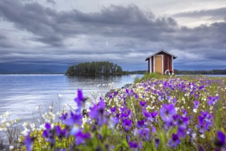 Colourful wildflowers and boathouse on the island Norderön in lake Storsjön in spring, Jämtland,