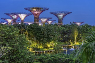 Supertree Grove, illuminated Supertrees with elevated walkway and restaurant towering over Gardens