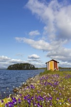 Colourful wildflowers and boathouse on the island Norderön in lake Storsjön in spring, Jämtland,