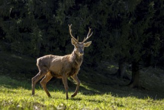 Scruffy red deer (Cervus elaphus) stag in grassland at edge of forest moulting into its red summer