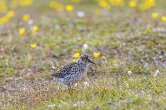 Purple sandpiper (Calidris maritima) chick, young on the tundra in summer, Svalbard, Spitsbergen,