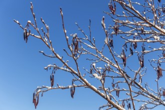 Common alder, European black alder (Alnus glutinosa) close-up of male catkins laden with fresh snow