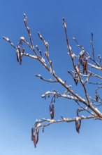 Common alder, European black alder (Alnus glutinosa) close-up of male catkins laden with fresh snow