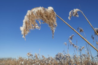 Common reed (Phragmites australis) close-up of panicles, seed heads laden with fresh snow in