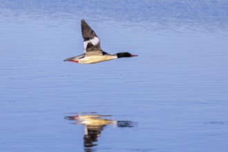 Common merganser, goosander (Mergus merganser merganser) male flying over water of lake in winter