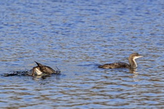 Two black-throated loons, Arctic loon, black-throated diver (Gavia arctica) in non-breeding plumage