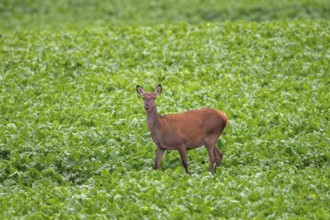 Red deer (Cervus elaphus) hind, female foraging in sugar beet field in summer