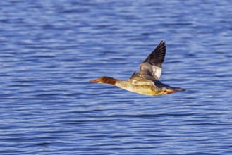 Common merganser, goosander (Mergus merganser merganser) female flying over water of lake in winter