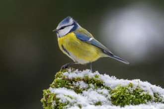 Eurasian blue tit (Cyanistes caeruleus, Parus caeruleus) perched on snow covered tree stump with