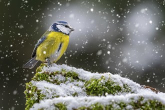Eurasian blue tit (Cyanistes caeruleus, Parus caeruleus) perched on snow covered tree stump with