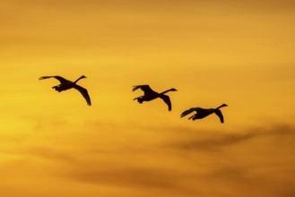 Three Bewick's swans, tundra swans (Cygnus bewickii) in flight silhouetted against orange sunset