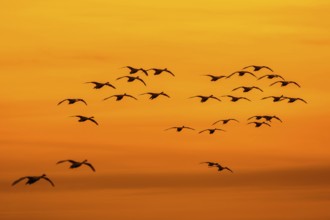 Bewick's swans, tundra swan (Cygnus bewickii) flock in flight silhouetted against orange sunset sky