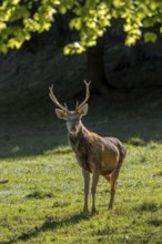 Scruffy red deer (Cervus elaphus) stag in grassland at edge of forest moulting into its red summer