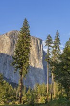 Ponderosa pine in front of El Capitan, granite monolith in Yosemite National Park in Sierra Nevada