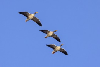 Three greylag geese, graylag goose (Anser anser) flying against blue sky in winter