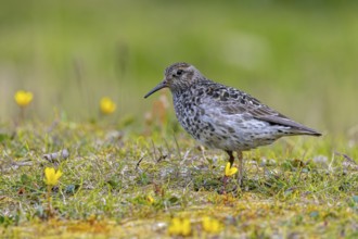 Purple sandpiper (Calidris maritima) adult in breeding plumage foraging on the tundra in summer,