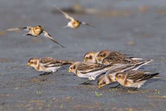 Snow buntings (Plectrophenax nivalis, Emberiza nivalis) flock in winter plumage foraging on sandy