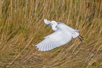 Little egret (Egretta garzetta) in flight, taking off from coastal wetland with caught fish prey in