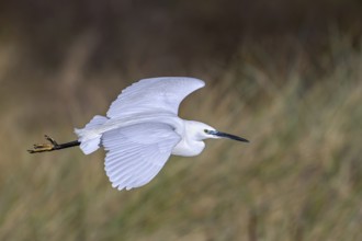 Little egret (Egretta garzetta) flying past reed bed in coastal wetland in winter