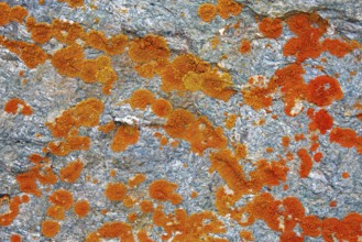Elegant sunburst lichen (Rusavskia elegans, Xanthoria elegans) on rock, Svalbard, Spitsbergen
