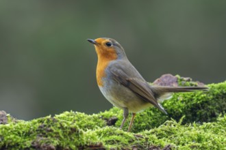 European robin (Erithacus rubecula) perched on moss covered fallen tree looking for insects and