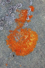 Elegant sunburst lichen (Rusavskia elegans, Xanthoria elegans) on rock, Svalbard, Spitsbergen