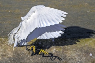 Little egret (Egretta garzetta) adult in flight, landing in the dunes along the North Sea coast in