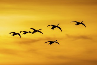 Bewick's swans, tundra swan (Cygnus bewickii) flock in flight silhouetted against orange sunset sky