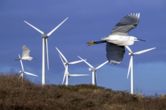 Two little egrets (Egretta garzetta) flying past huge rotor blades of wind turbines killing birds