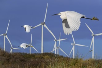 Three little egrets (Egretta garzetta) flying past huge rotor blades of wind turbines killing birds