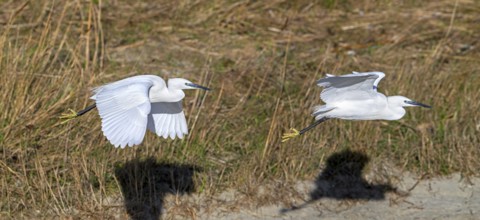 Two little egrets (Egretta garzetta) flying past reed bed in coastal wetland in winter. Digital