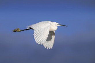 Little egret (Egretta garzetta) adult flying against cloudy sky in winter
