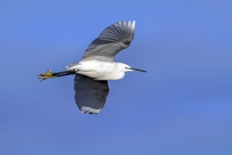 Ringed little egret (Egretta garzetta) adult flying against blue sky in winter