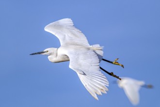 Two little egrets (Egretta garzetta) adult flying against blue sky in winter