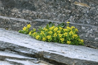 Yellow mountain saxifrage, yellow saxifrage (Saxifraga aizoides), alpine plant flowering among