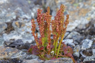 Alpine mountain-sorrel, wood sorrel (Oxyria digyna), arctic perennial plant blooming on the tundra