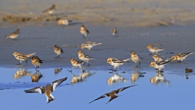 Snow buntings (Plectrophenax nivalis, Emberiza nivalis) flock in winter plumage foraging on sandy