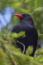 Red-billed chough (Pyrrhocorax pyrrhocorax erythroramphos) perched in coniferous tree in the