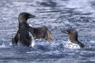 Two thick-billed murres, Brünnich's guillemots (Uria lomvia) in breeding plumage fighting in the