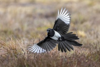 Eurasian magpie, common magpie (Pica pica) adult in flight, landing with spread open wings in