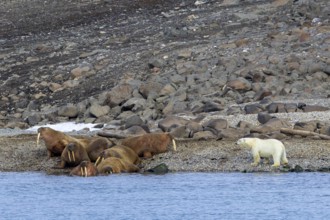 Lone polar bear (Ursus maritimus) attacking Atlantic walruses resting at haulout on beach along the