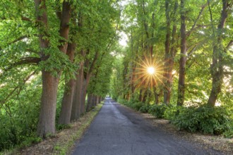 Small-leaved lime, little-leaf linden (Tilia cordata) trees bordering country road, avenue with sun