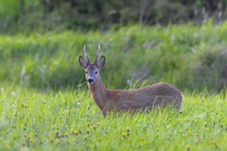 European roe deer (Capreolus capreolus) adult buck, male eating dandelion in grassland, meadow with