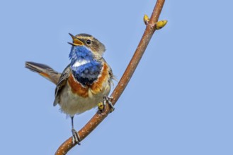 White-spotted bluethroat (Luscinia svecica cyanecula) perched male calling from twig in spring