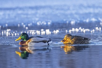 Mallard, wild duck (Anas platyrhynchos) male, drake and female couple swimming in ice-hole in