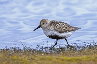 Dunlin (Calidris alpina alpina) in breeding plumage foraging in shallow water of pond in marshland