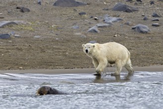 Hunting polar bear (Ursus maritimus) on the beach following swimming Atlantic walrus along the